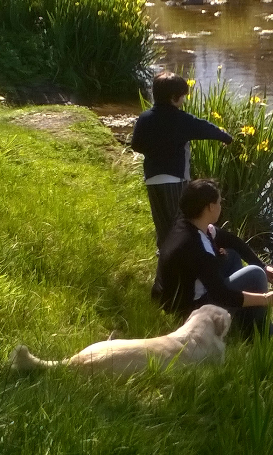 reiki para animales
